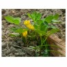 Arachis Hypogaea - Maní cacahuate para tostar 20 Libras