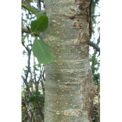 Fraxinus Excelsior - Fresno