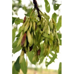 Fraxinus Excelsior - Fresno