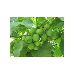 Jatropha Curcas - Nuéz de Barbados