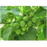 Jatropha Curcas - Nuéz de Barbados