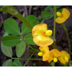 Arachis Hypogaea - Maní cacahuate para tostar 20 Libras