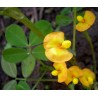 Arachis Hypogaea - Maní cacahuate para tostar 20 Libras