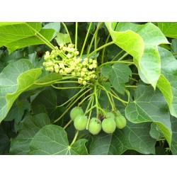 Jatropha Curcas - Nuéz de Barbados