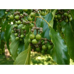 Hovenia Dulcis - Árbol de las pasas