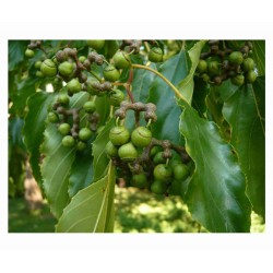 Hovenia Dulcis - Árbol de las pasas