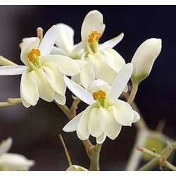 Moringa Oleifera