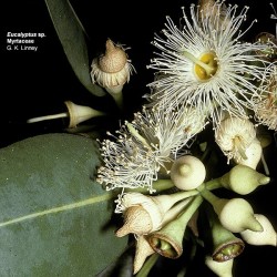 Eucalyptus Deglupta - Eucalipto Kamarere