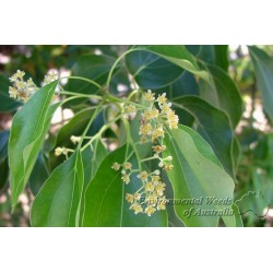 Cinnamomum Camphora - Canelo alcanforero