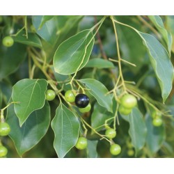 Cinnamomum Camphora - Canelo alcanforero