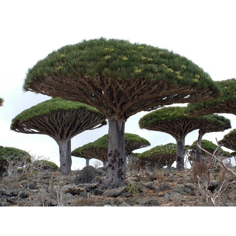 Dracaena Draco - Drago de Canarias