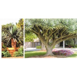 Dracaena Draco - Drago de Canarias