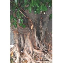 Ficus Religiosa - Higuera de las pagodas