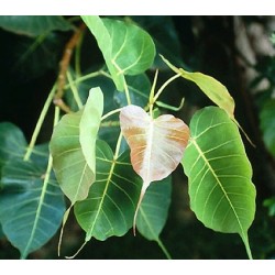 Ficus Religiosa - Higuera de las pagodas