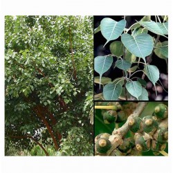 Ficus Religiosa - Higuera de las pagodas