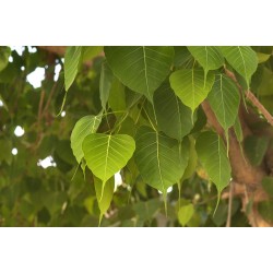 Ficus Religiosa - Higuera de las pagodas