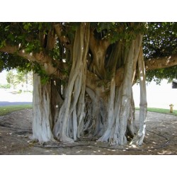 Ficus Benghalensis - Higuera Bengala