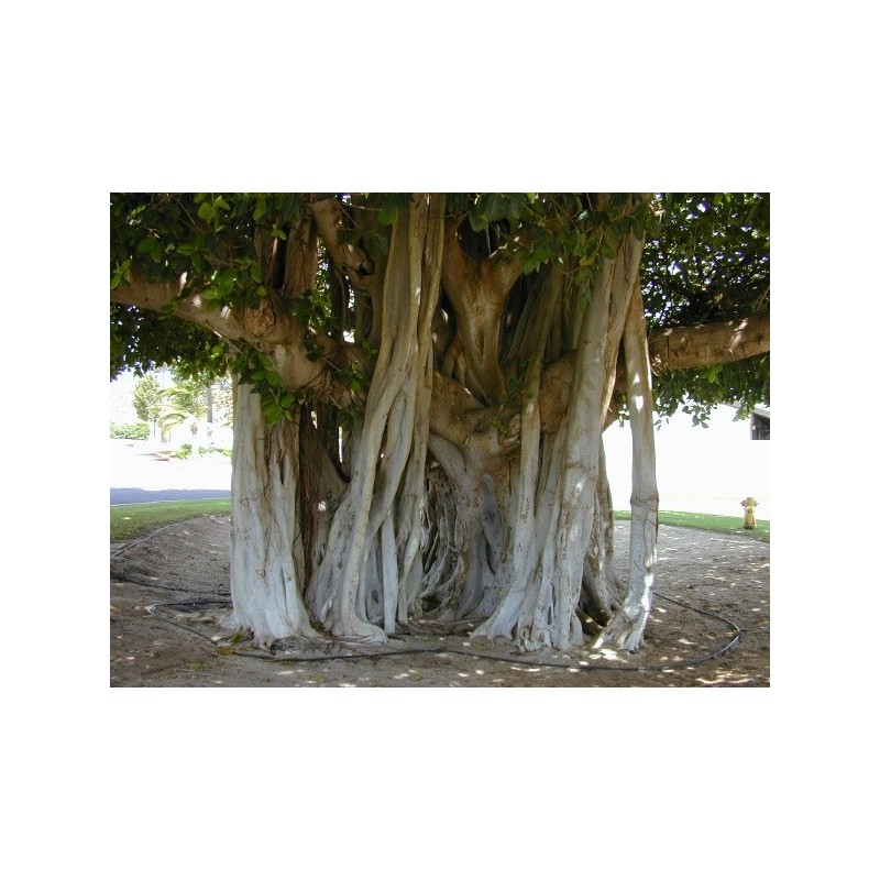 Ficus Benghalensis - Higuera Bengala