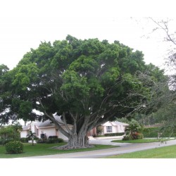 Ficus Benghalensis - Higuera Bengala