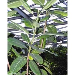 Ficus Benghalensis - Higuera Bengala