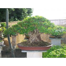 Ficus Microcarpa - Laurel de Las Indias