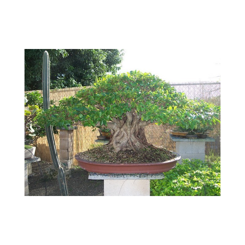 Ficus Microcarpa - Laurel de Las Indias