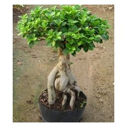 Ficus Microcarpa - Laurel de Las Indias