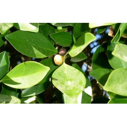 Ficus Microcarpa - Laurel de Las Indias