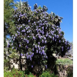 Sophora Secundifolia - Frijol mezcal