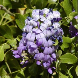 Sophora Secundifolia - Frijol mezcal