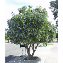 Sophora Secundifolia - Frijol mezcal