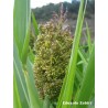 Sorghum - Sorgo bicolor sin tratamiento