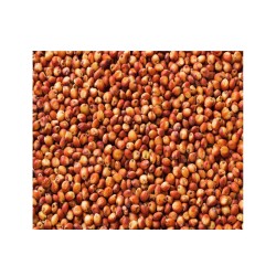 Sorghum - Sorgo bicolor sin tratamiento