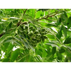 Neem - Melia Azadirachta Indica