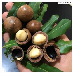 Nuez Macadamia Integrifolia  - Nuez de Macadamia