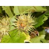 Avellana, Avellano - Corylus Avellana