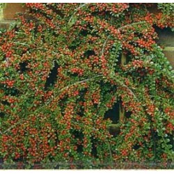 Cotoneaster Horizontalis - Griñolera