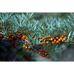 Espino Falso - Hippophae Rhamnoides