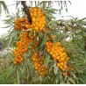 Espino Falso - Hippophae Rhamnoides