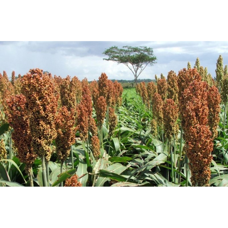 Sorghum - Sorgo bicolor sin tratamiento