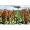 Sorghum - Sorgo bicolor sin tratamiento