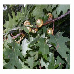 Quercus Rubra - Roble rojo o americano