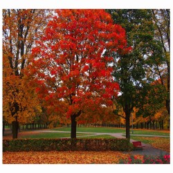 Quercus Rubra - Roble rojo o americano