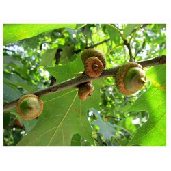 Quercus Rubra - Roble rojo o americano