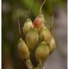 Sorghum - Sorgo bicolor sin tratamiento