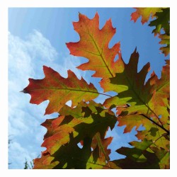 Quercus Rubra - Roble rojo o americano