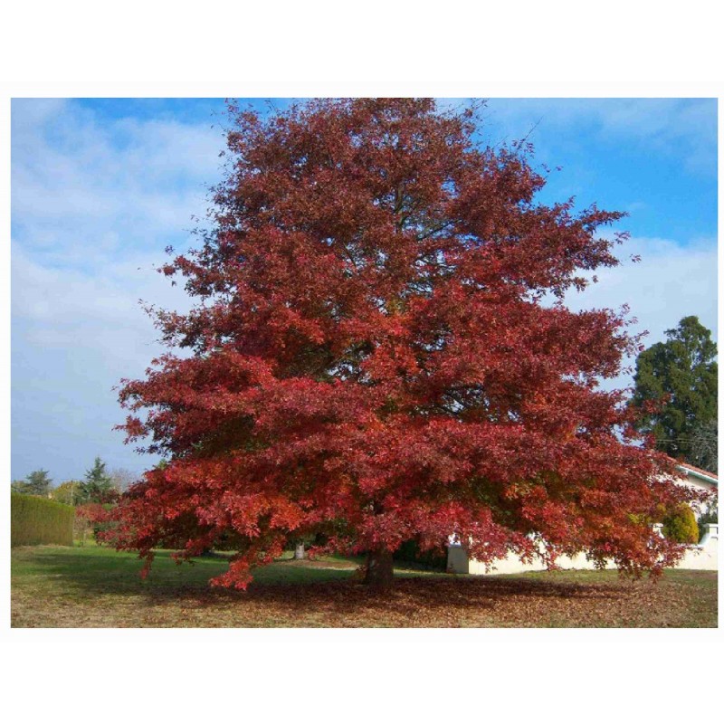 Quercus Rubra - Roble rojo o americano