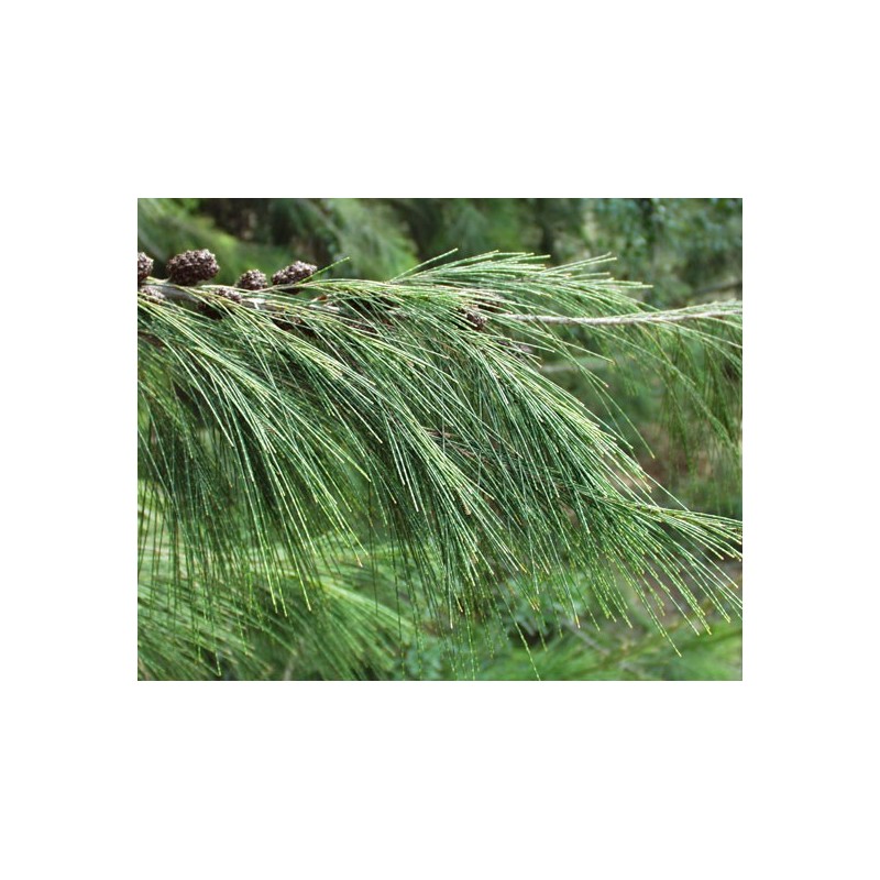 Casuarina Cunninghamiana - Pino australiano