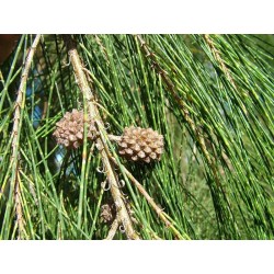 Casuarina Cunninghamiana - Pino australiano