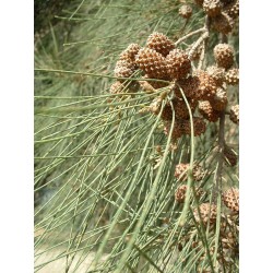 Casuarina Cunninghamiana - Pino australiano